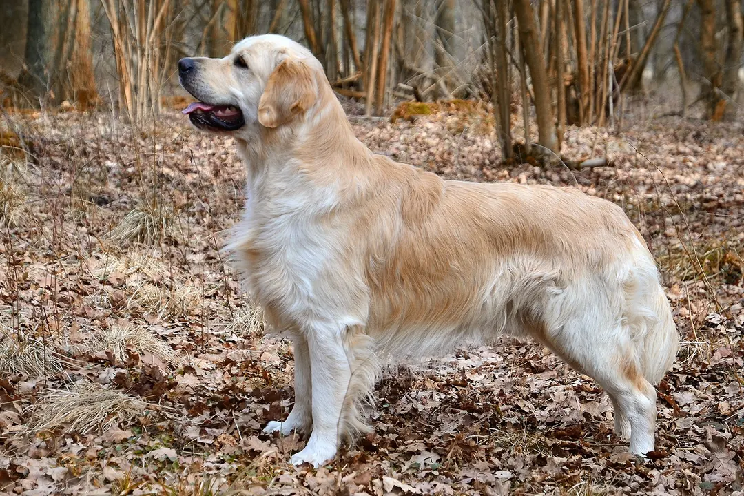 The same golden retriever photographed outdoors.