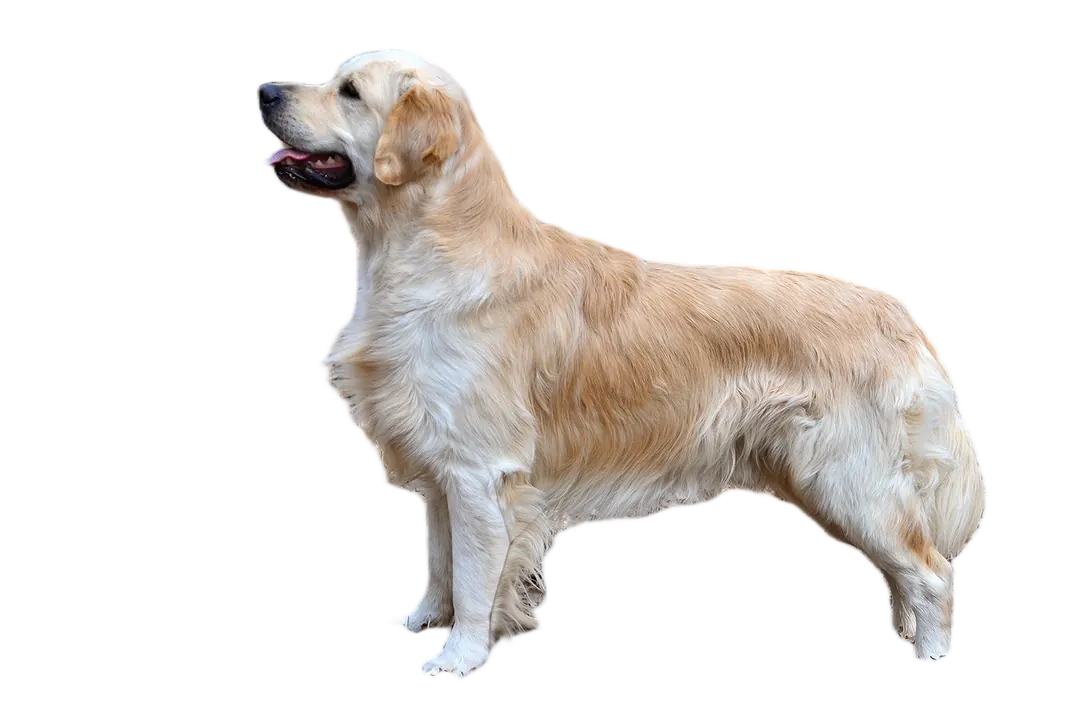 A golden retriever with the background removed.
